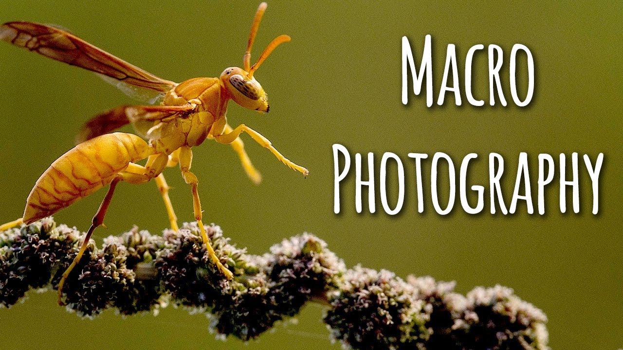 Macro Photography in UAE with Shutter Bugs from Dubai